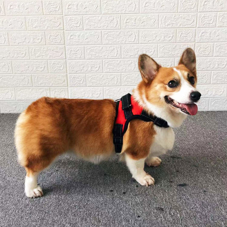 Small Dog Vest Harness with Leash