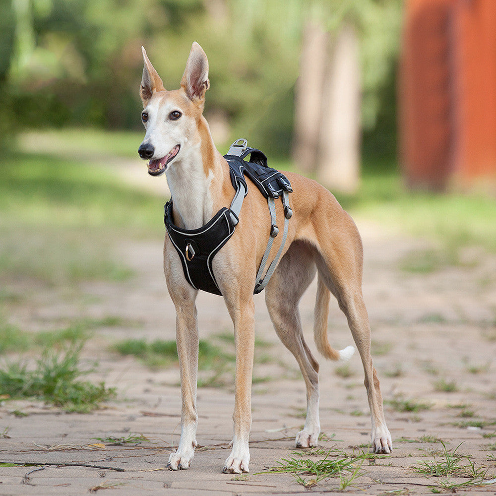 Custom K9 Harness and Leash for Dogs of All Sizes