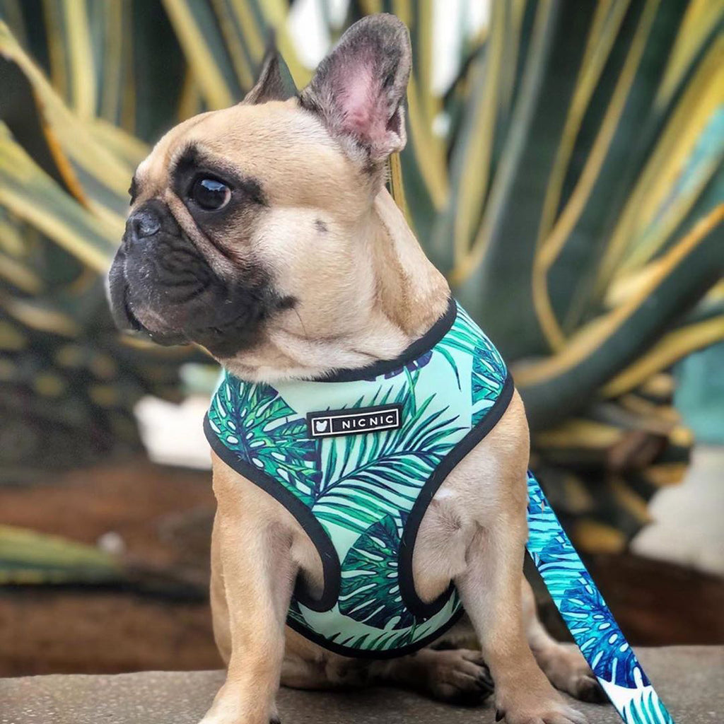 Breathable Mesh Leash and Harness for Small Dogs