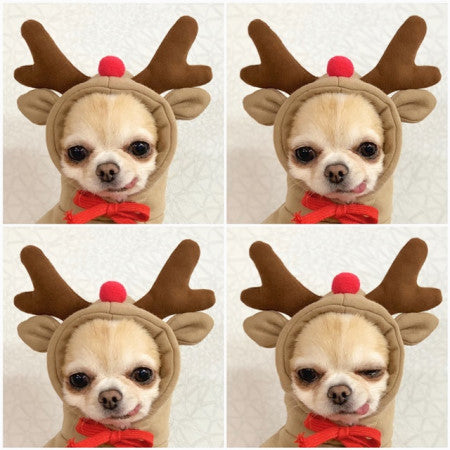Cute Two-Legged Cat and Dog Clothing for Autumn/Winter