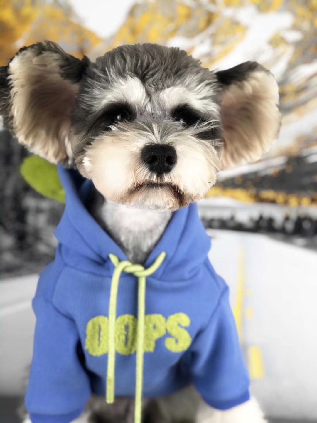 Cotton Sweater for Small Dogs - Autumn and Winter