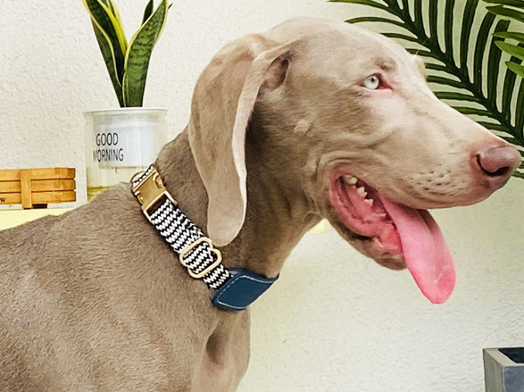 Pet Vest-style Dog Harness
