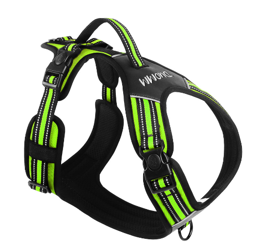 Glowing Dog Collar for Safety and Style