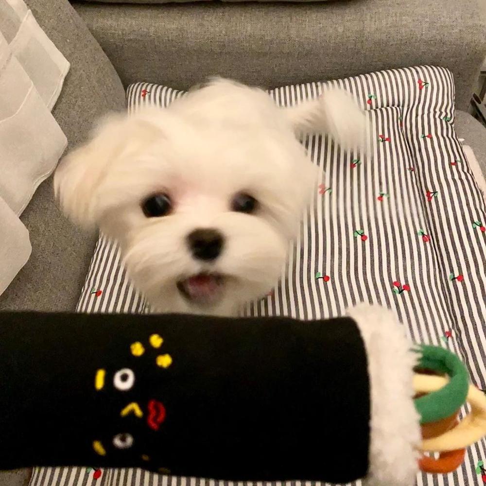 Voice Sushi Roll Dog Toy