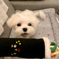 Voice Sushi Roll Dog Toy