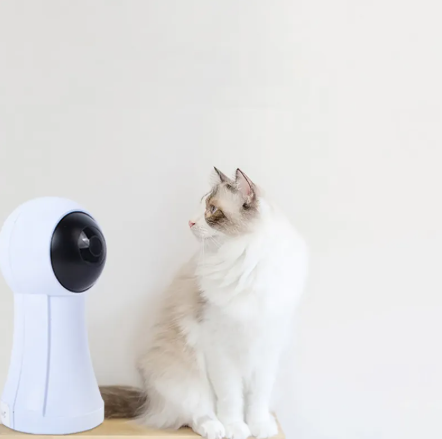 Laser Cat Play Pointer