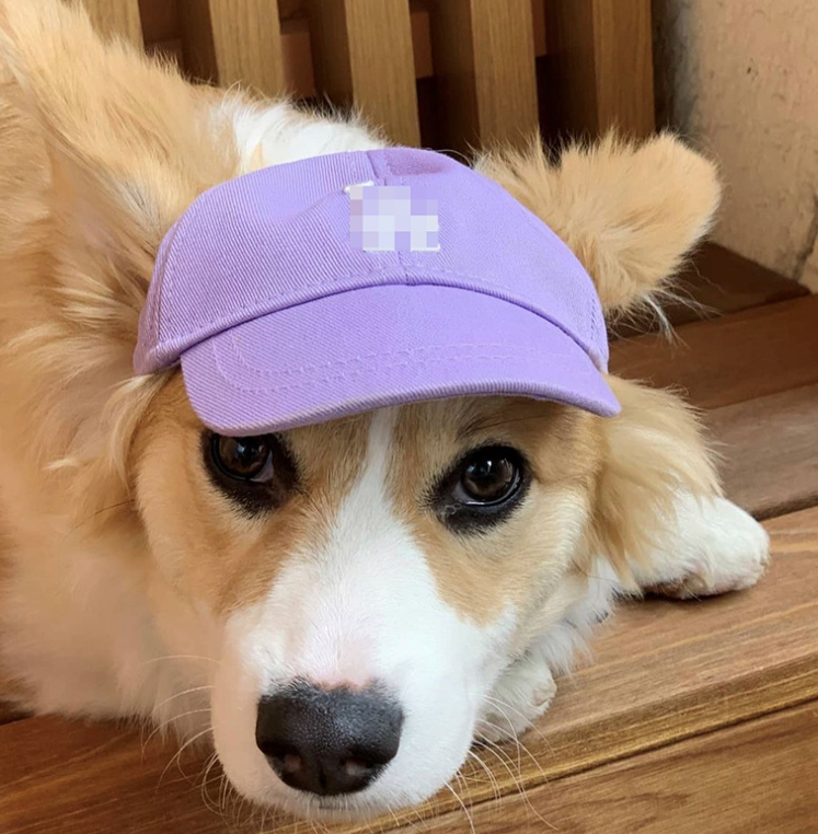 Korean Fashion Dog Baseball Cap - Little Red Book Style