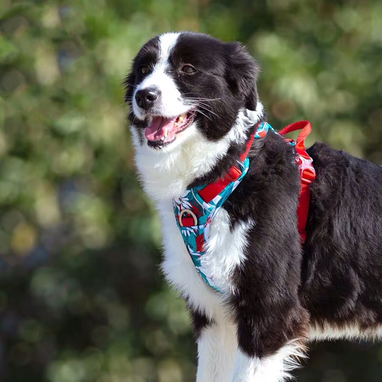 Comfortable Chest Strap for Labrador Dogs