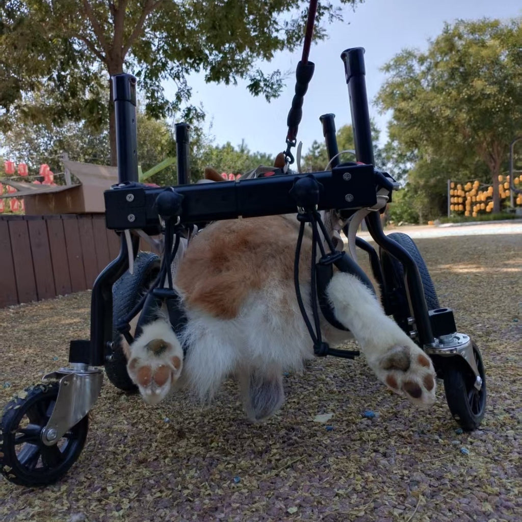 Dog Wheelchair for Disabled Dogs