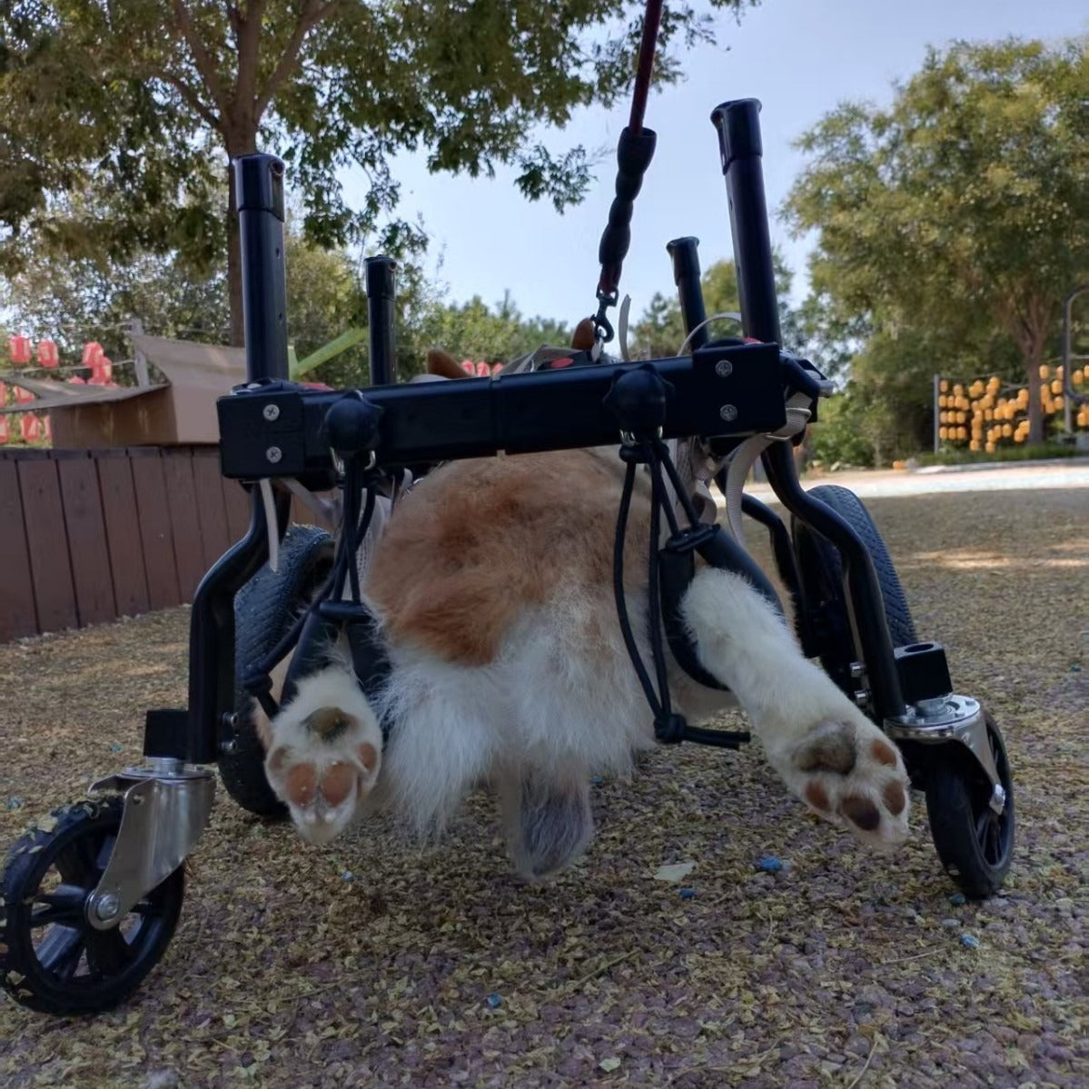 Dog Wheelchair for Disabled Dogs