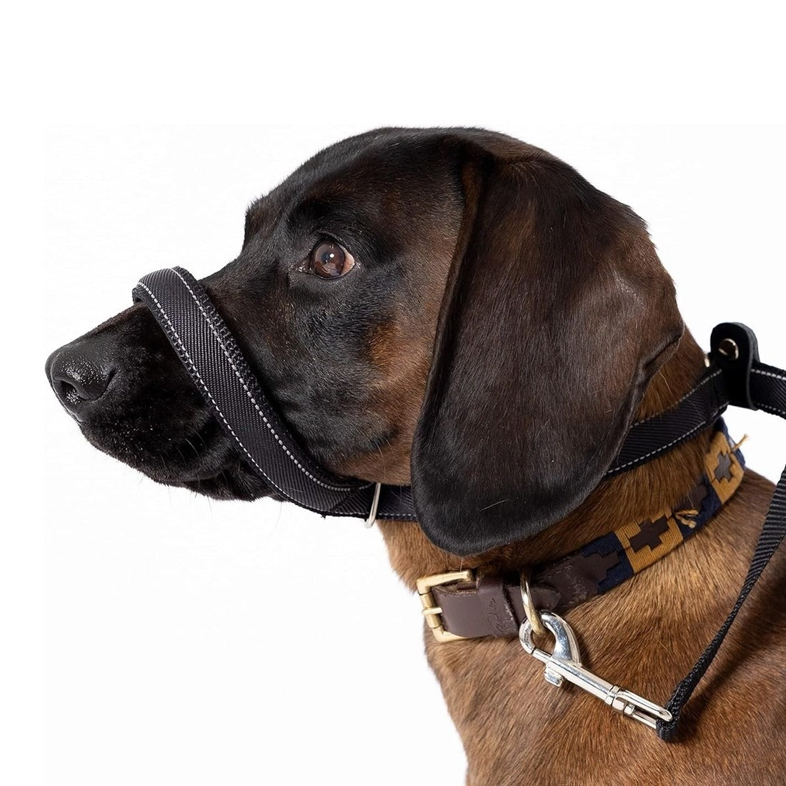 Anti-Bite Muzzle Leash for Dogs with Waste Bag Dispenser