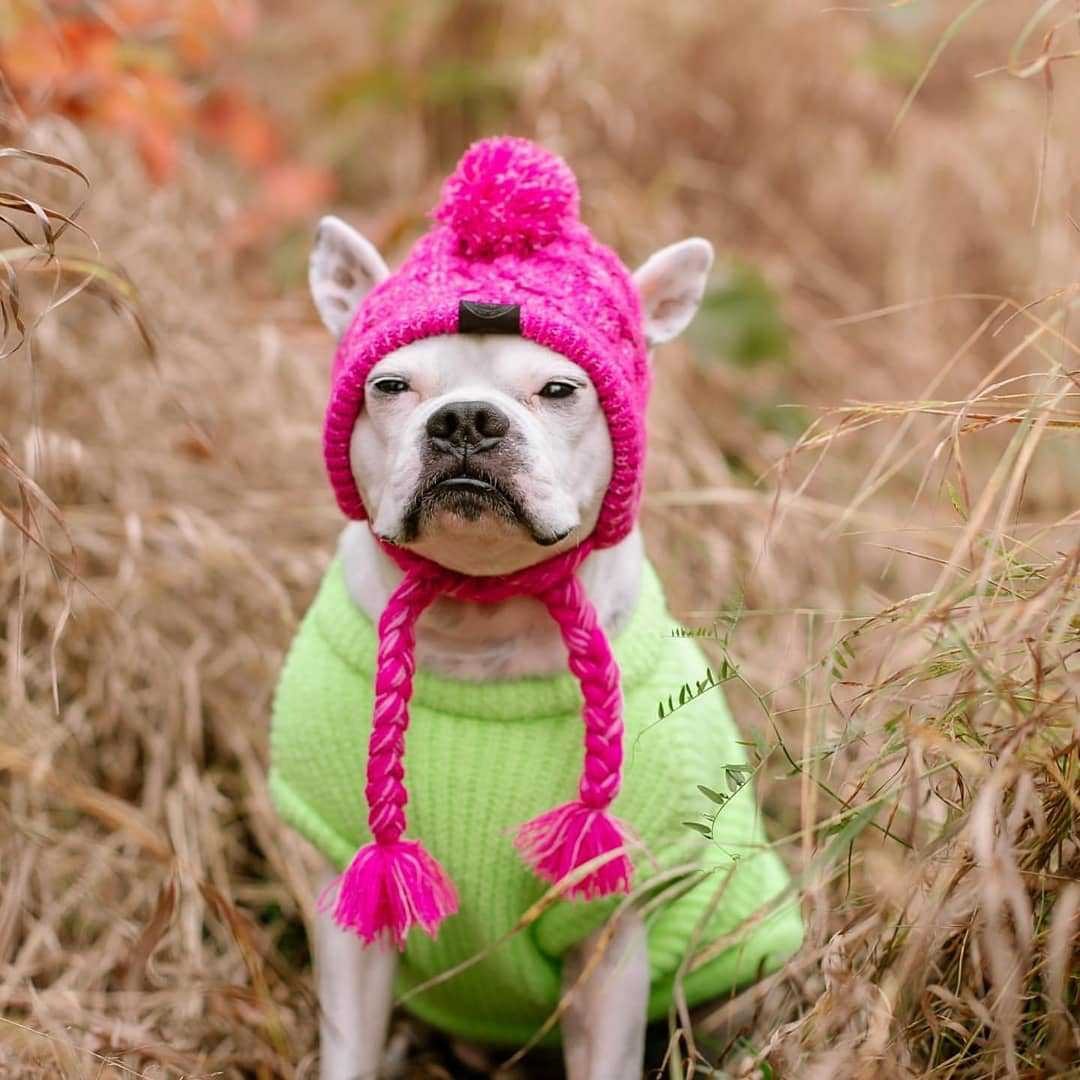 Wool Ball Knitted Dog Hat