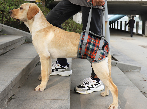 Assistive Belt for Postoperative Dog Rehabilitation