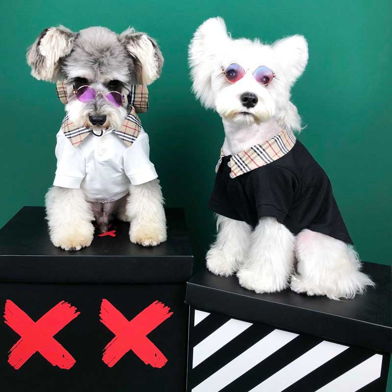 Summer T-Shirt for Small Dogs - Corgi, Teddy, Poodle