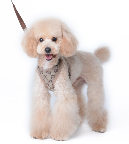 Cat Harness and Leash for Small Dogs and Pets