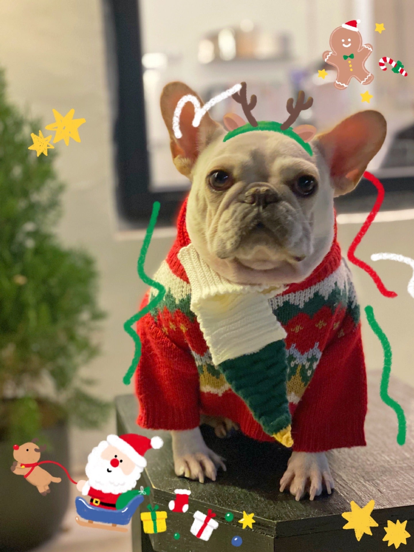 Pet Christmas Sweater for Dogs and Cats