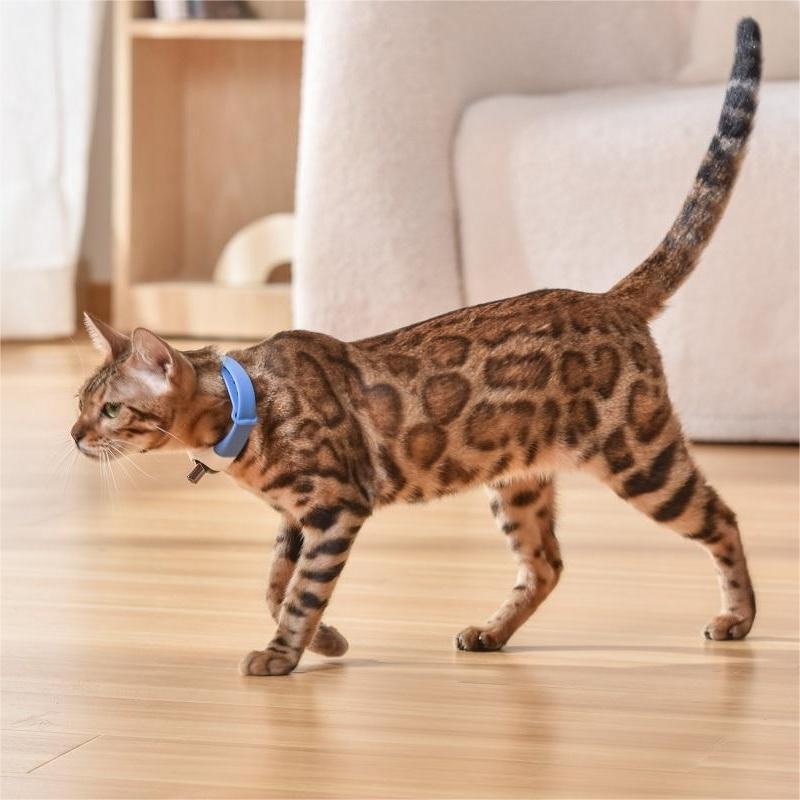 Interactive Laser Cat Collar