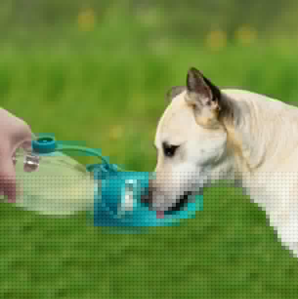 Portable Dog Water Bottle with Leaf Design