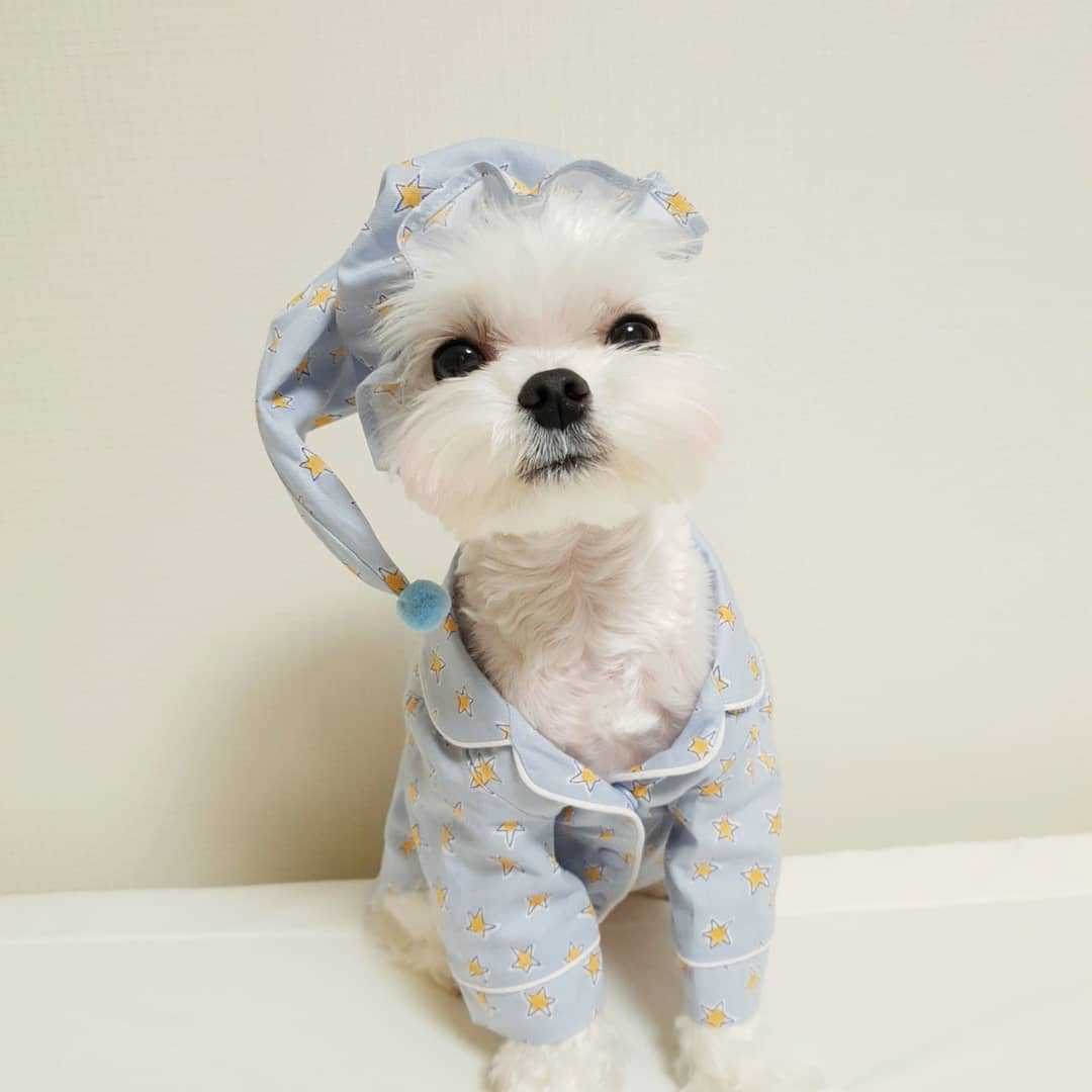 Blue Star Dog Pajama Set for Loungewear