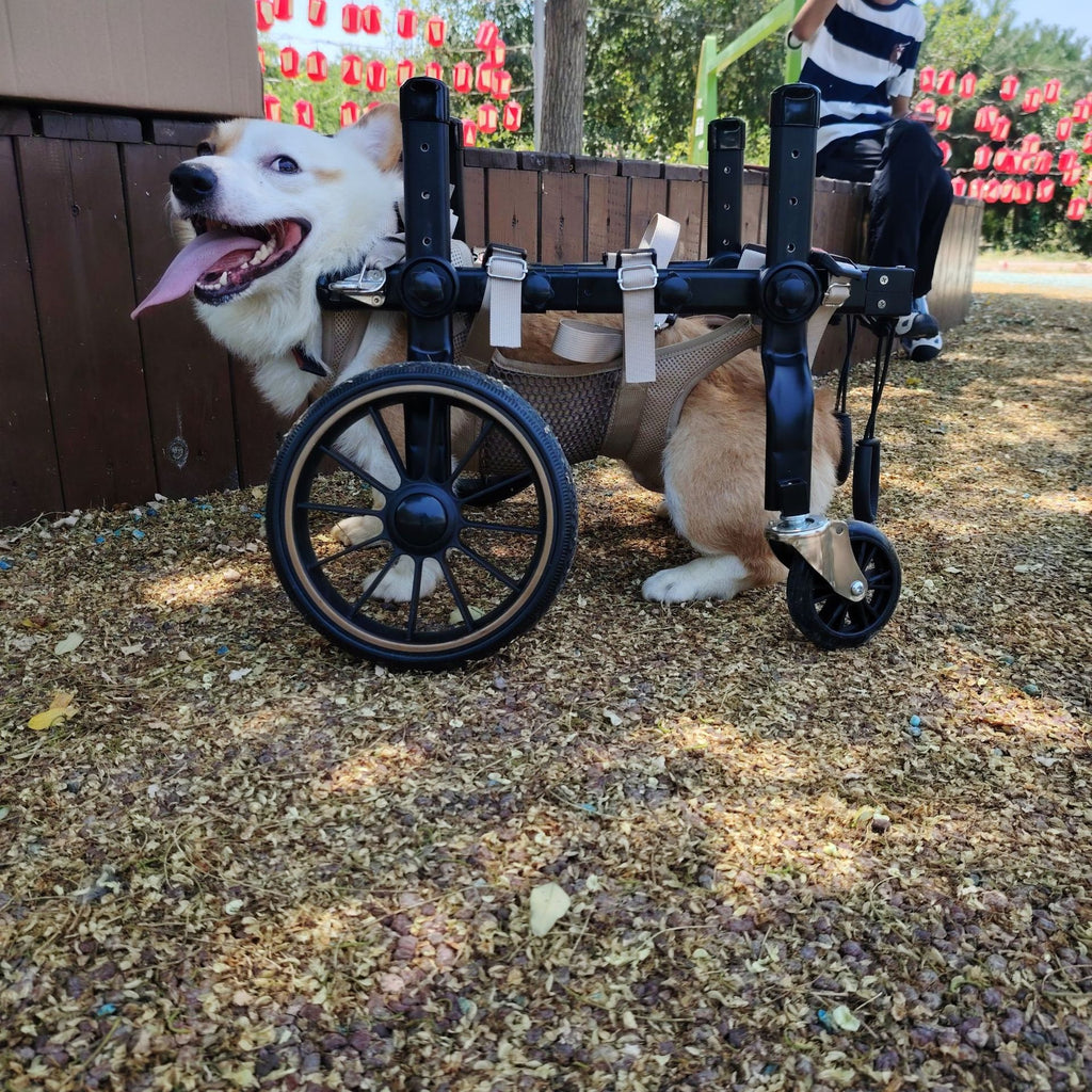 Dog Wheelchair for Disabled Dogs