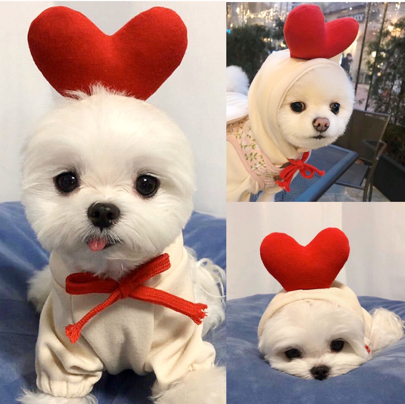 Cute Two-Legged Cat and Dog Clothing for Autumn/Winter