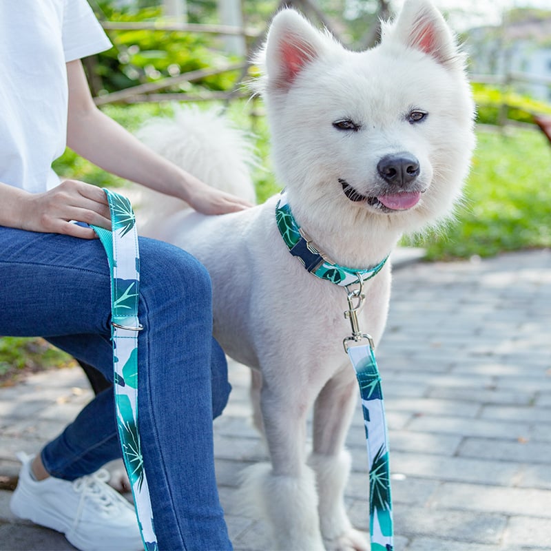 Dog Collar and Traction Belt Walking Set