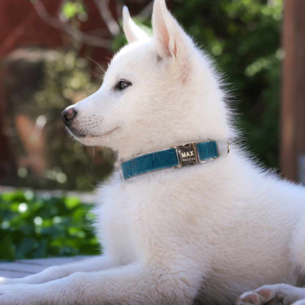 Dog Leash and Collar Set for Pets