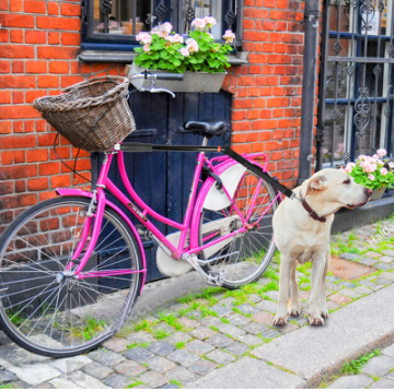 Bicycle Dog Leash with Removable Attachment