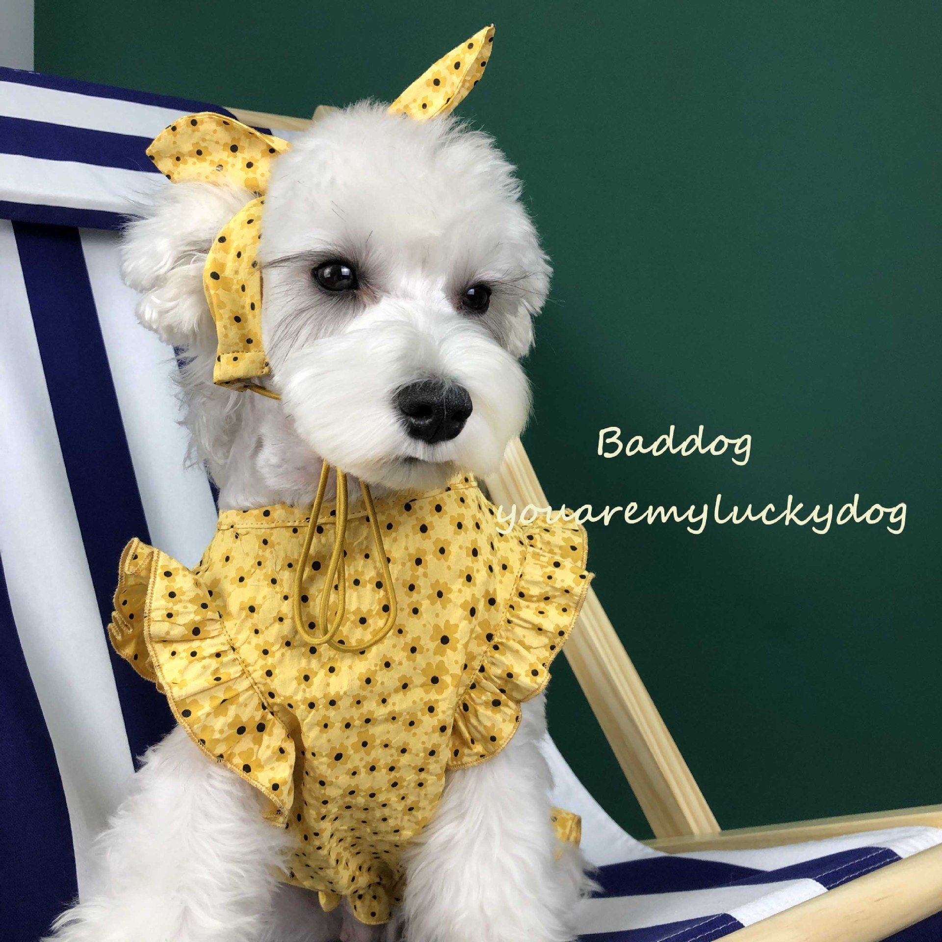 Summer Thin Dress for Small Dogs - Pet Clothing