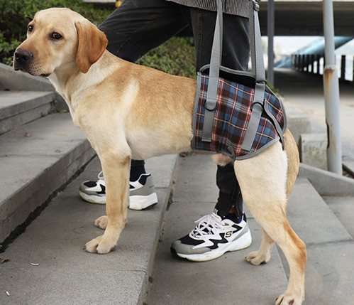 Assistive Belt for Postoperative Dog Rehabilitation