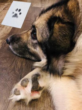 Pet Dog Footprint Handprint Pad