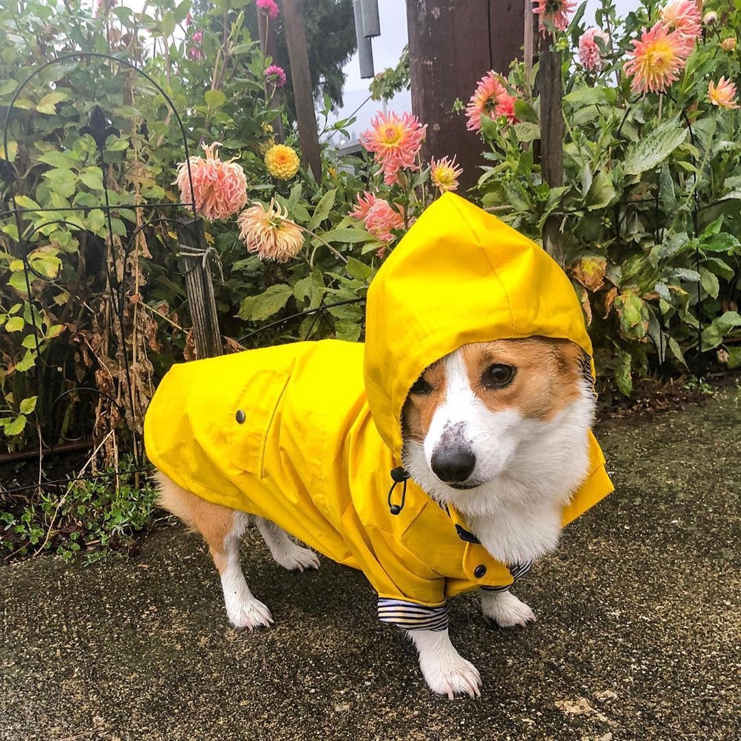Tide Brand Retro Padded Dog Raincoat Jacket
