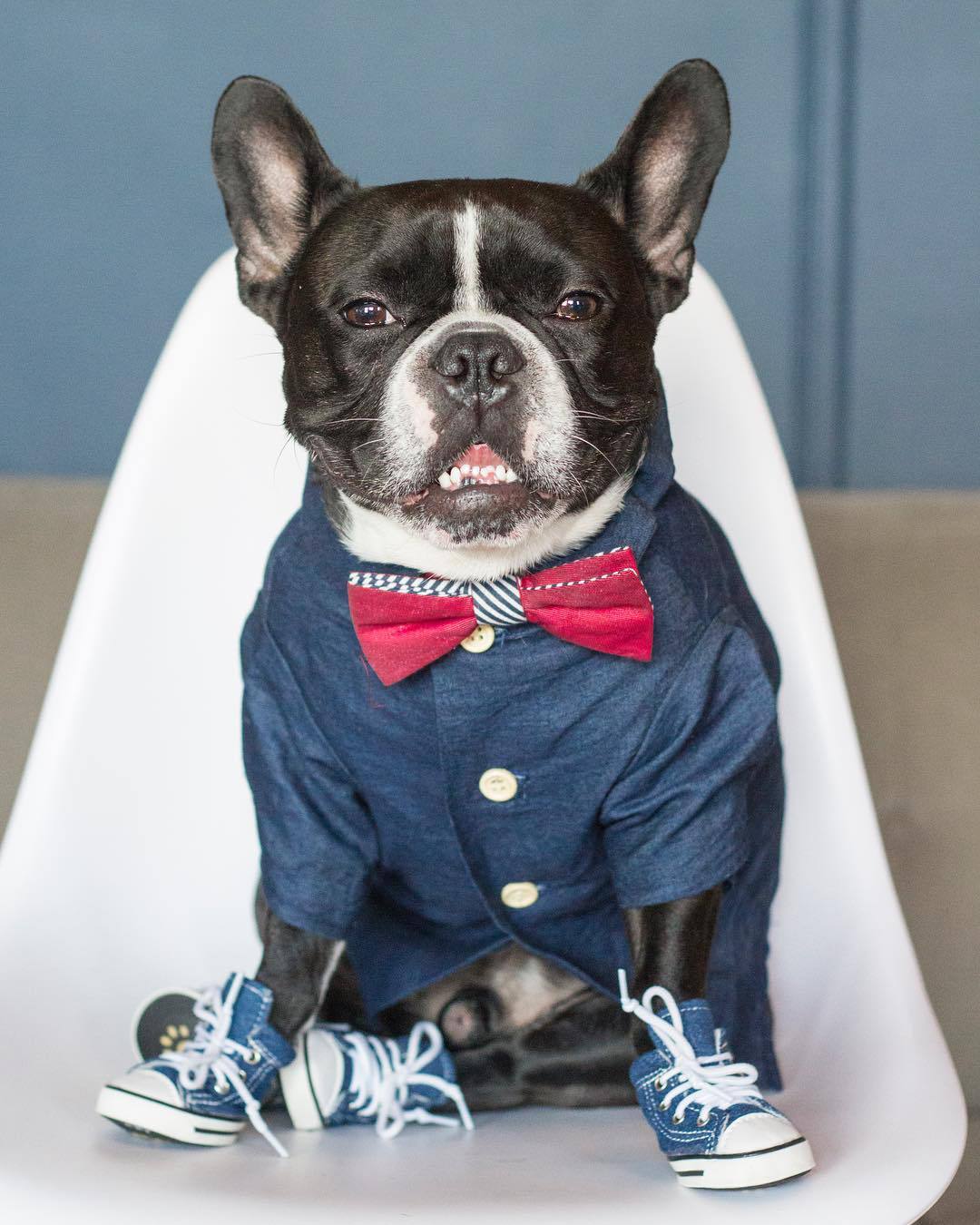 Summer Fashion Cotton Clothes for Small Dogs