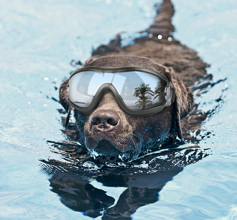 Pet Goggles for Dogs - Protective Eyewear