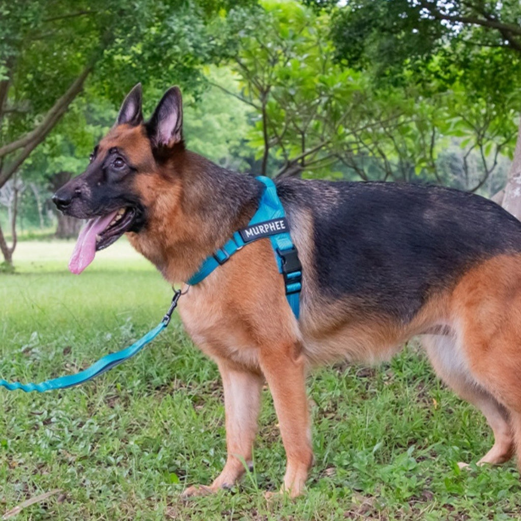 Lightweight Dog Harness with Leash