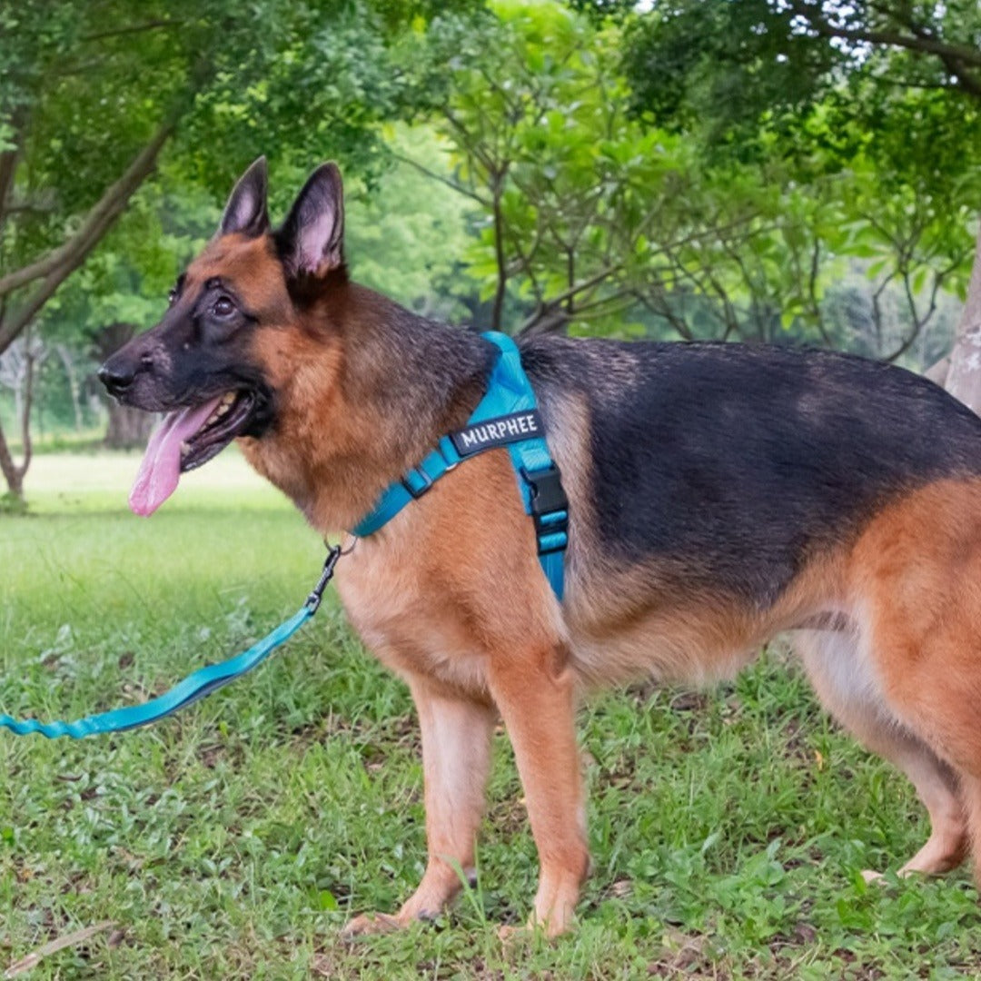 Lightweight Dog Harness with Leash