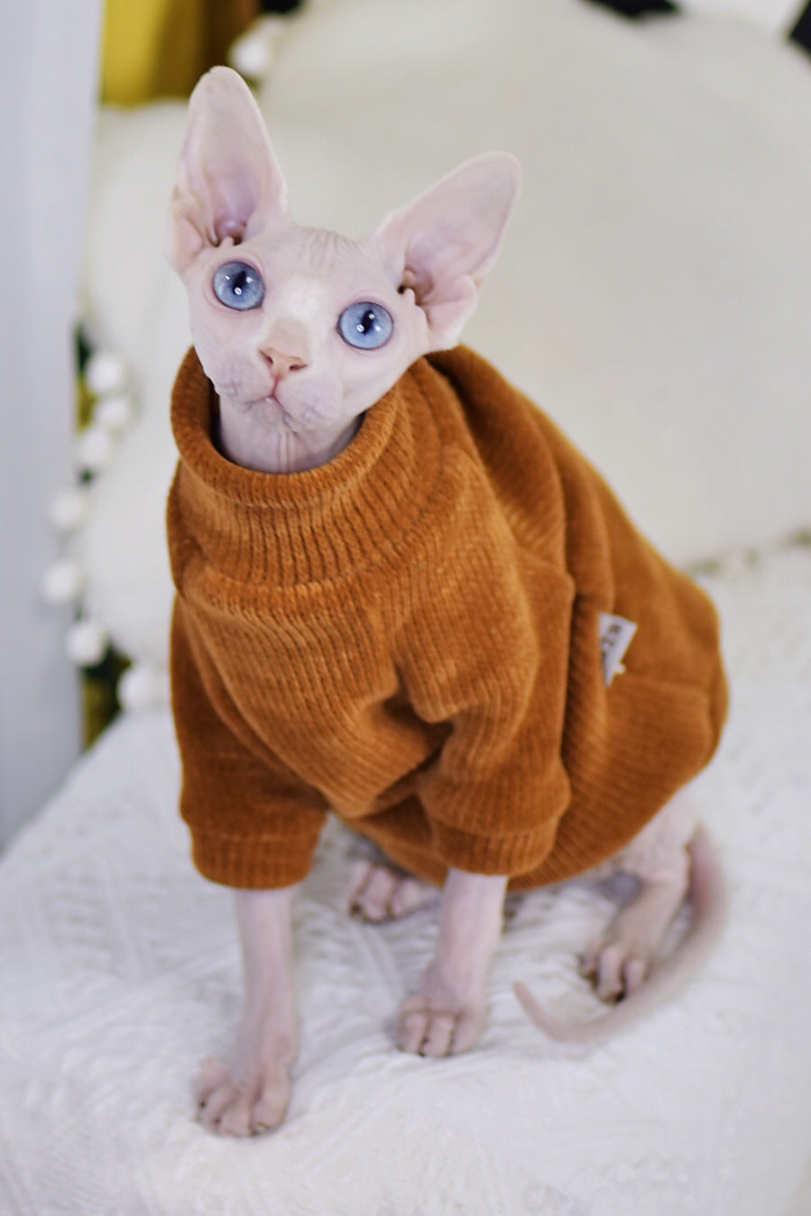 Neil Rong Sphinx Hairless Cat Apparel