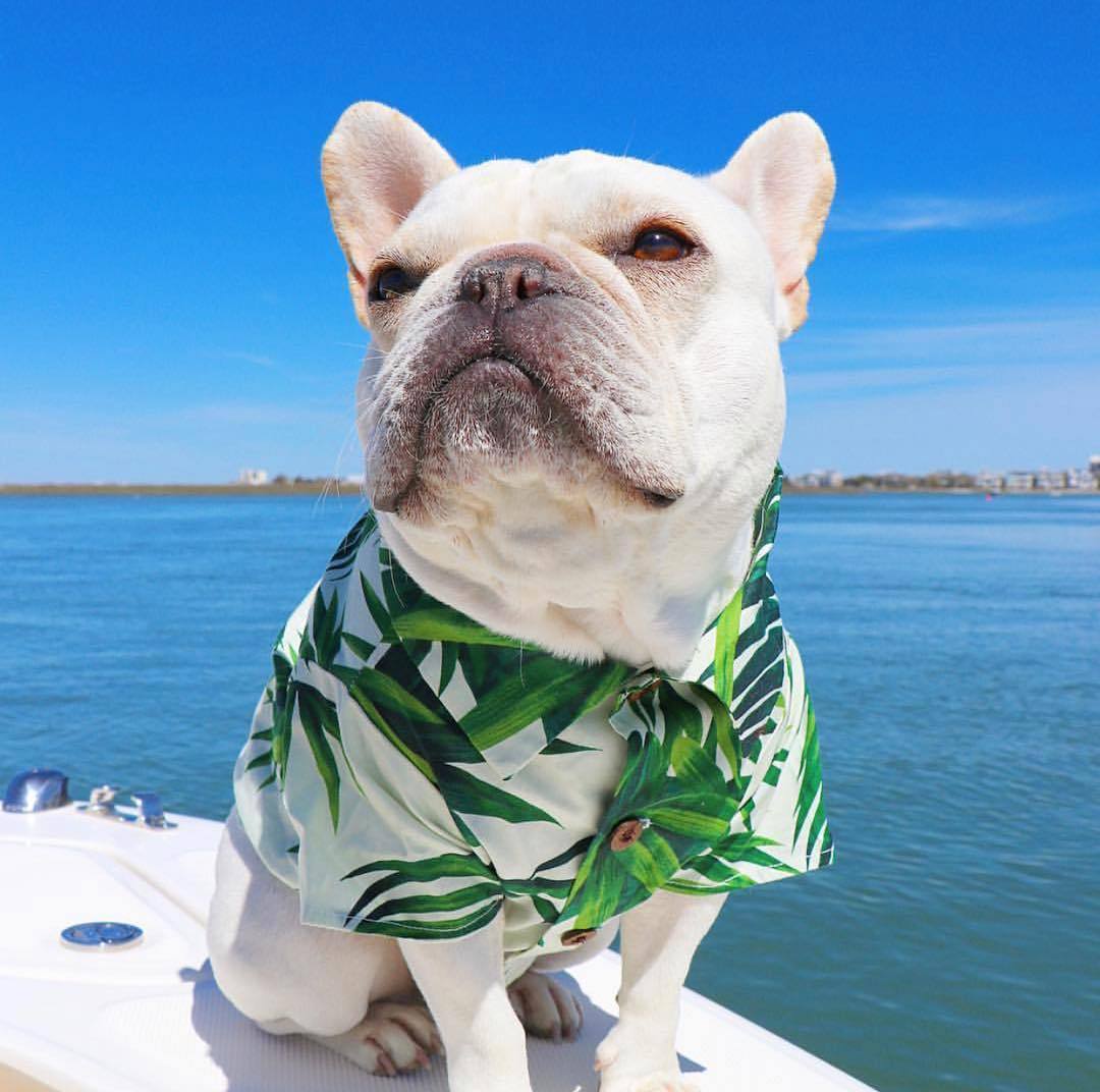 Summer Fashion Cotton Clothes for Small Dogs