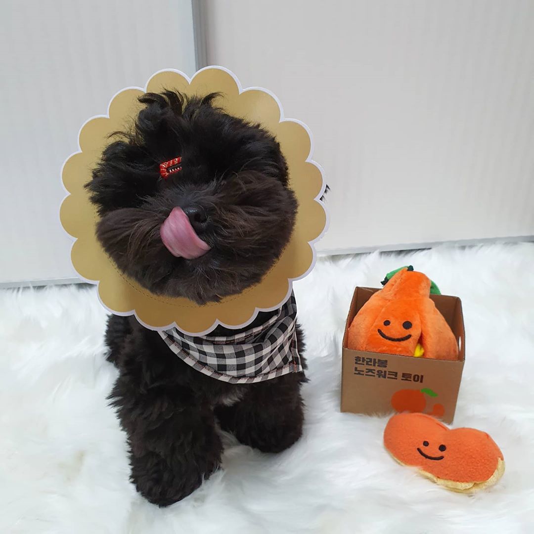 Korean Dog Sniffing Toy with Sound for Pets