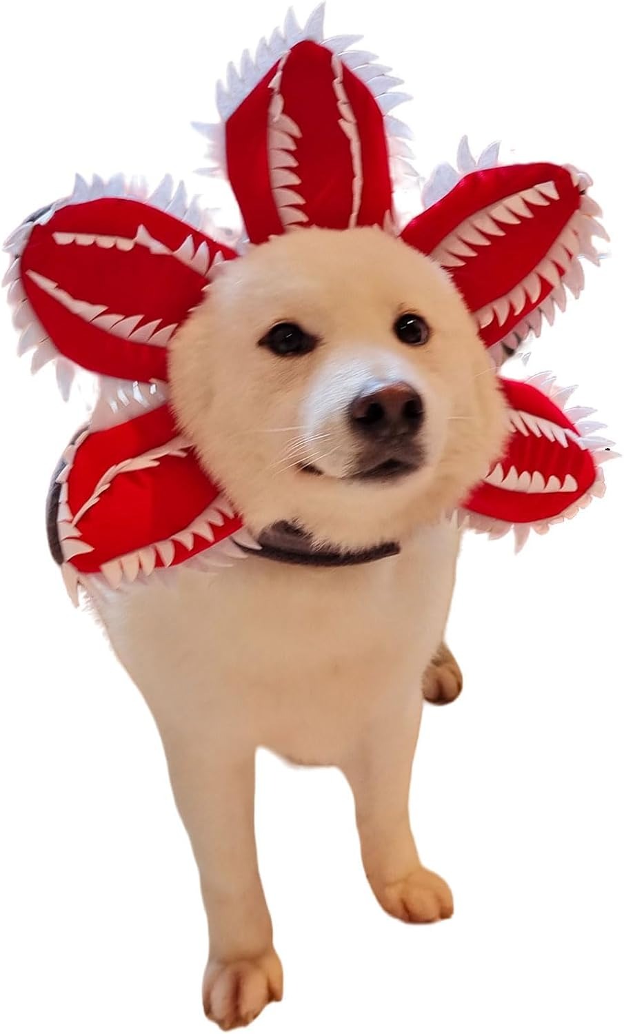 Pet  Flower Costume  Accessories