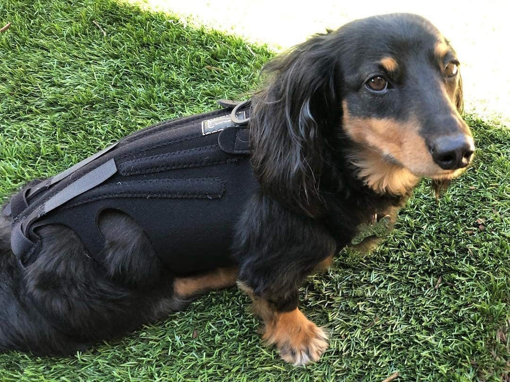 Dog Injury-Relief Vest