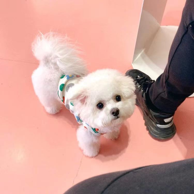 Cute Strawberry Bunny Vest for Warm Dog Wear