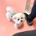 Cute Strawberry Bunny Vest for Warm Dog Wear
