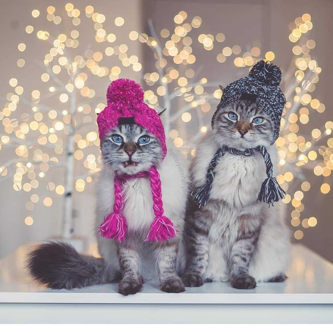 Warm Fluffy Ball Knit Dog Hat
