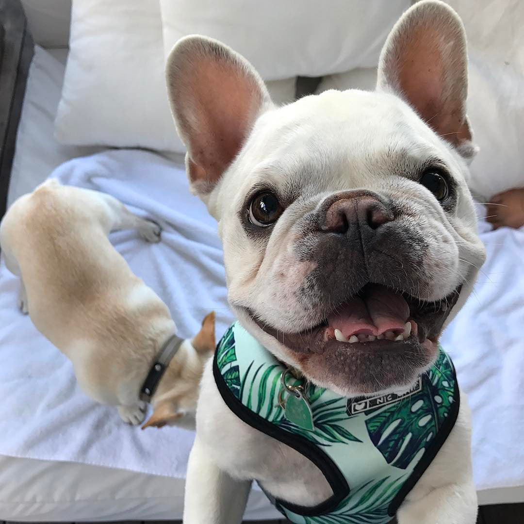 Breathable Mesh Leash and Harness for Small Dogs