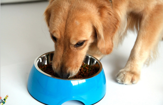 Multi-Color Stainless Steel Pet Bowl for Cats and Dogs