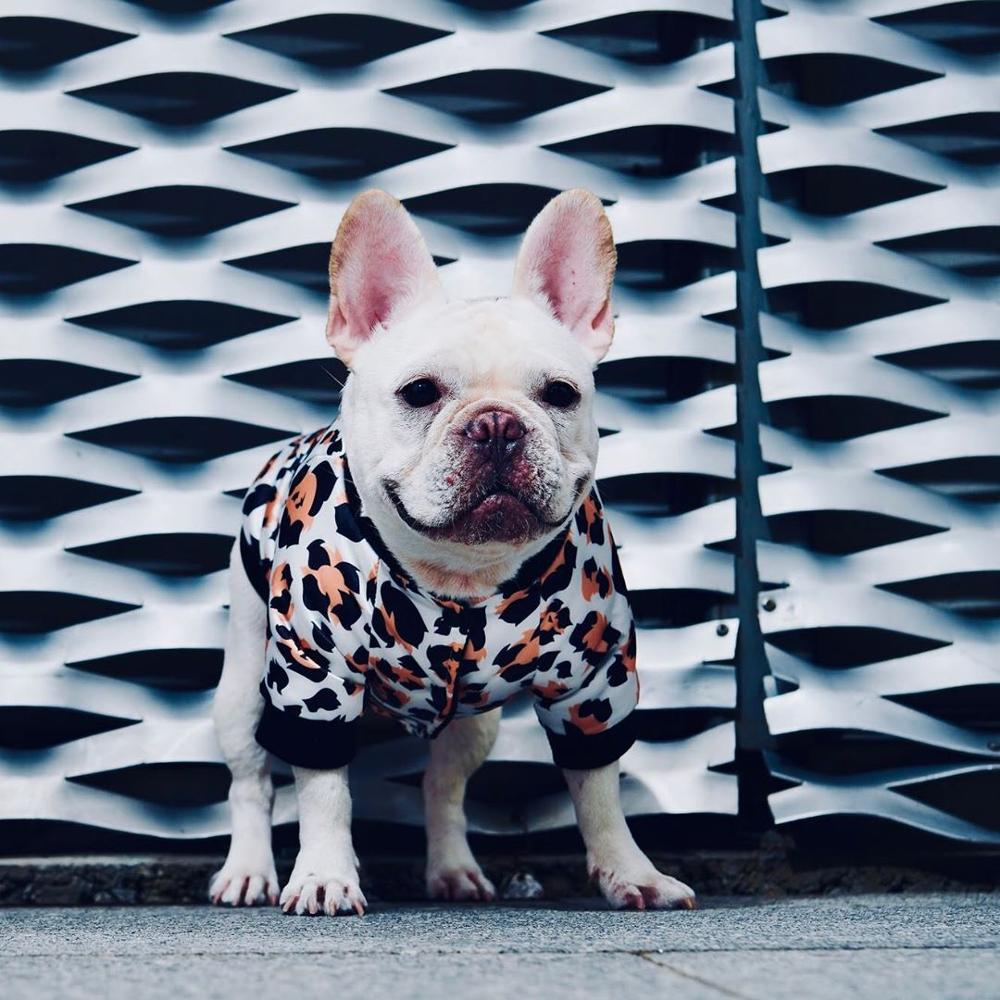 Stylish Dog Jacket - Warm Cotton Pet Apparel