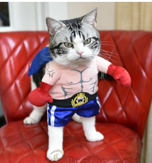 Dog Clothes and Boxer Cat Costume Outfit