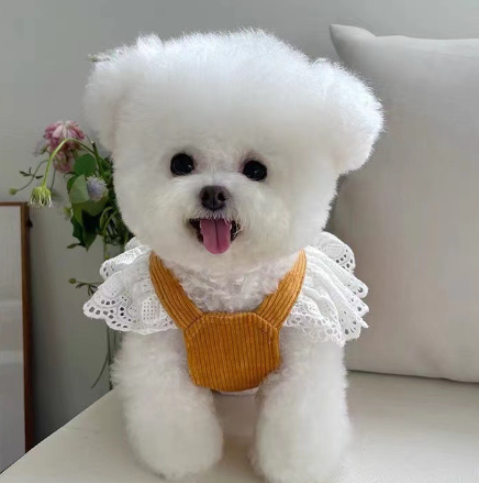 New Corduroy Pumpkin Dress for Dogs and Cats