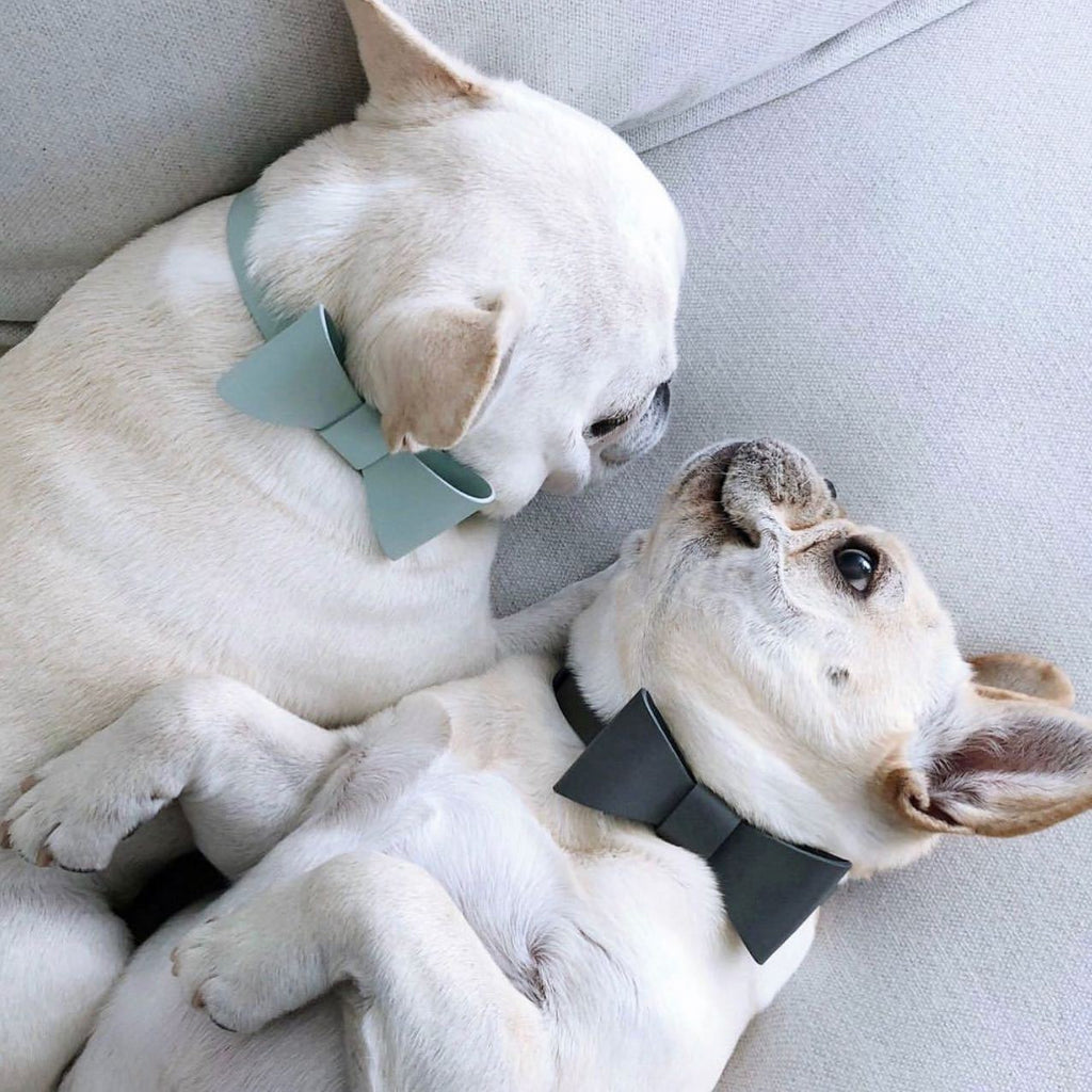 Cute Bow Collar and Leash Set for Pets